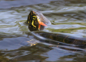 Red-eared Slider